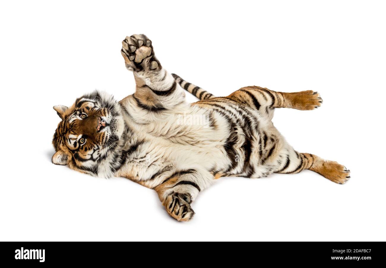 Tigre jouant sur son dos, isolé sur blanc Banque D'Images