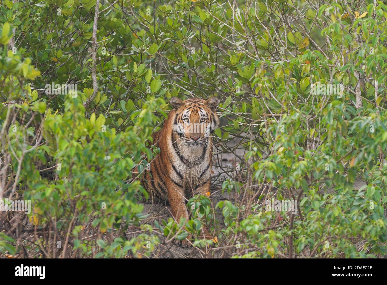 Tigre du Bengale femelle adulte assis dans les buissons dans un Côté rivière à la réserve de tigres de Sundarban dans l'État du Bengale occidental En Inde Banque D'Images