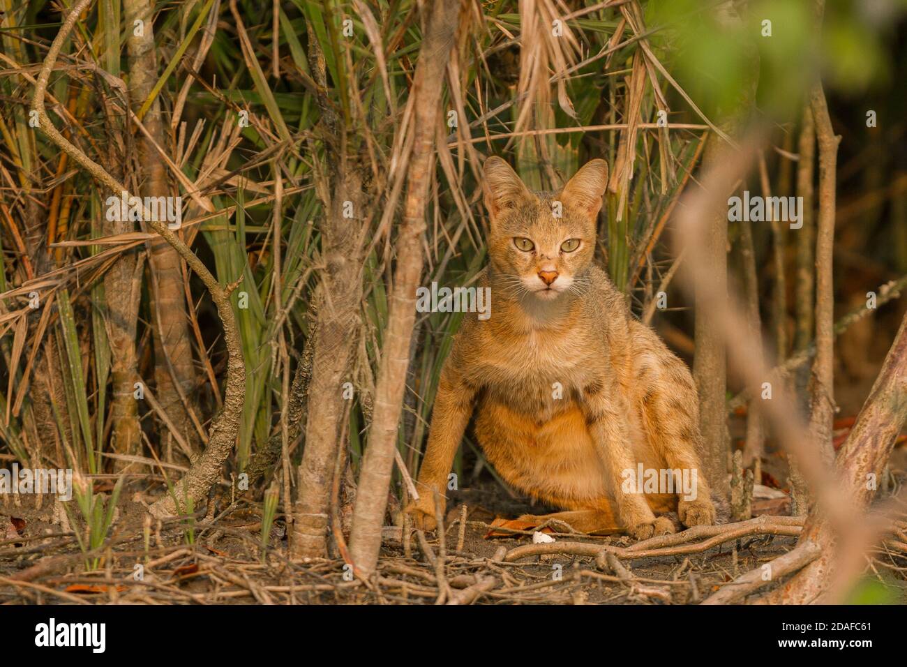 Alertez les chats de jungle femelles adultes du côté de la rivière qui se relèvent après avoir pris le soleil d'hiver au parc national de Sundarban, Bengale-Occidental, Inde Banque D'Images