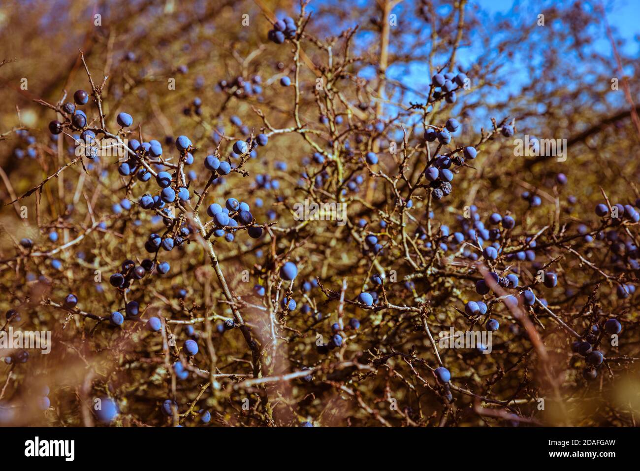 Les côtes et les blackthorns - fruits d'automne de la nature. Collines au-dessus de la ville de Pezinok, Slovaquie. Banque D'Images