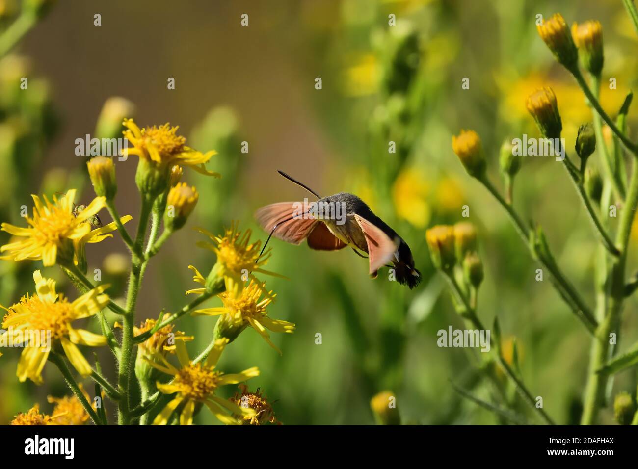 Spécimen isolé de colibri de l'ompe (Macroglossum stellatarum). Il vole rapidement de la fleur à la fleur et est également appelé le colibris Sphinx. Banque D'Images