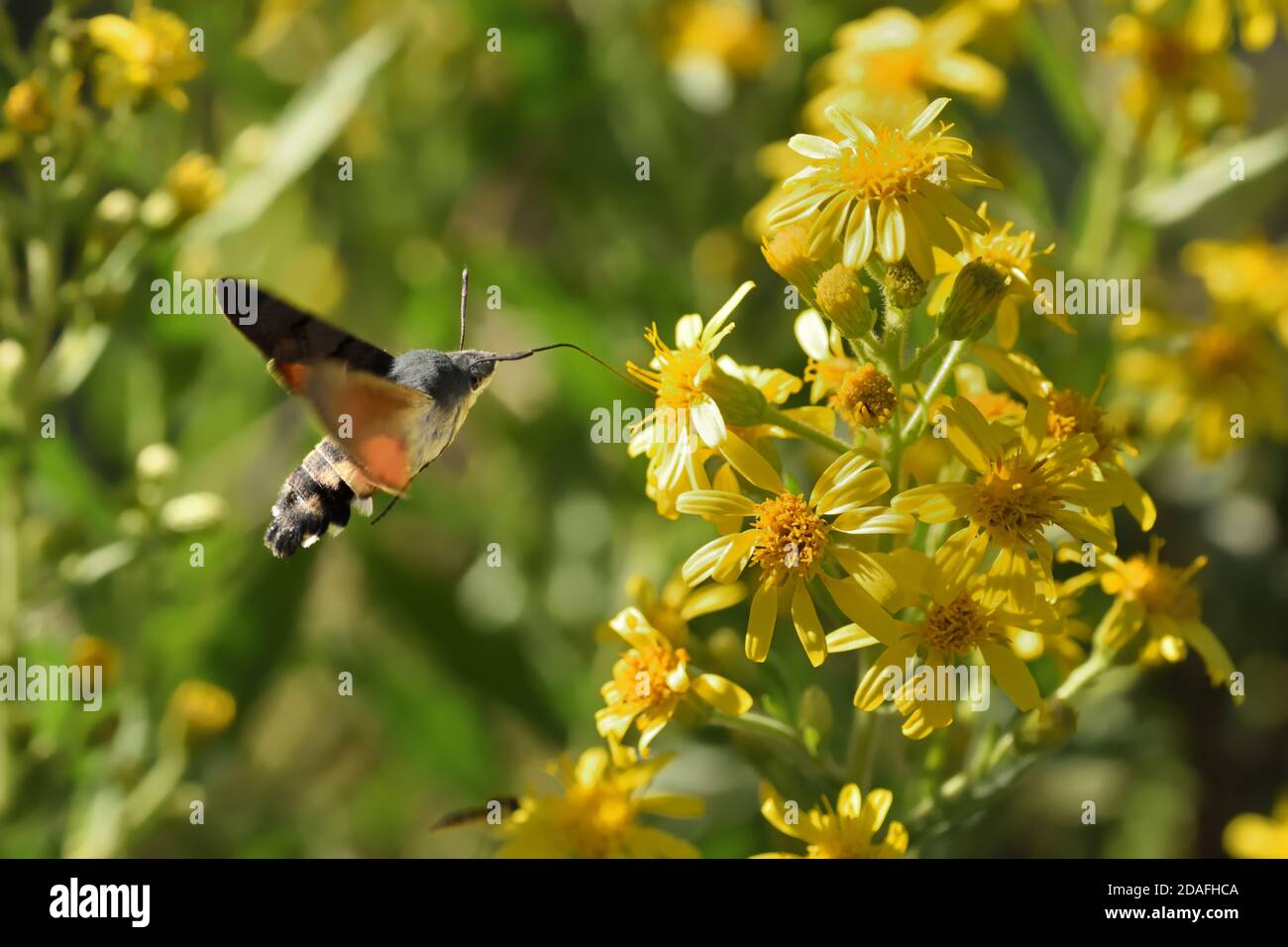 Spécimen isolé de colibri de l'ompe (Macroglossum stellatarum). Il vole rapidement de la fleur à la fleur et est également appelé le colibris Sphinx. Banque D'Images