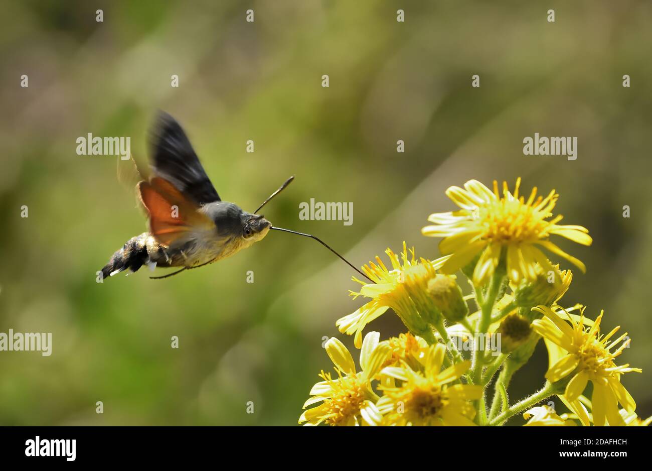 Spécimen isolé de colibri de l'ompe (Macroglossum stellatarum). Il vole rapidement de la fleur à la fleur et est également appelé le colibris Sphinx. Banque D'Images