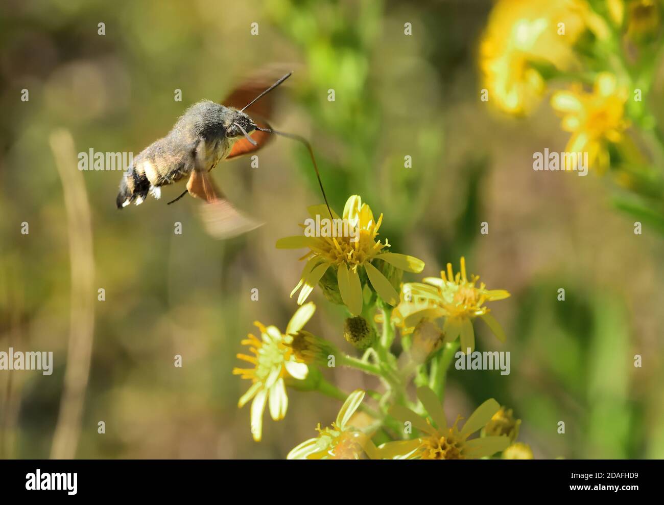 Spécimen isolé de colibri de l'ompe (Macroglossum stellatarum). Il vole rapidement de la fleur à la fleur et est également appelé le colibris Sphinx. Banque D'Images