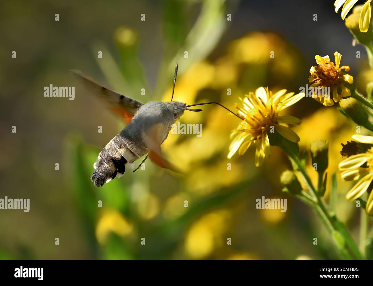 Spécimen isolé de colibri de l'ompe (Macroglossum stellatarum). Il vole rapidement de la fleur à la fleur et est également appelé le colibris Sphinx. Banque D'Images