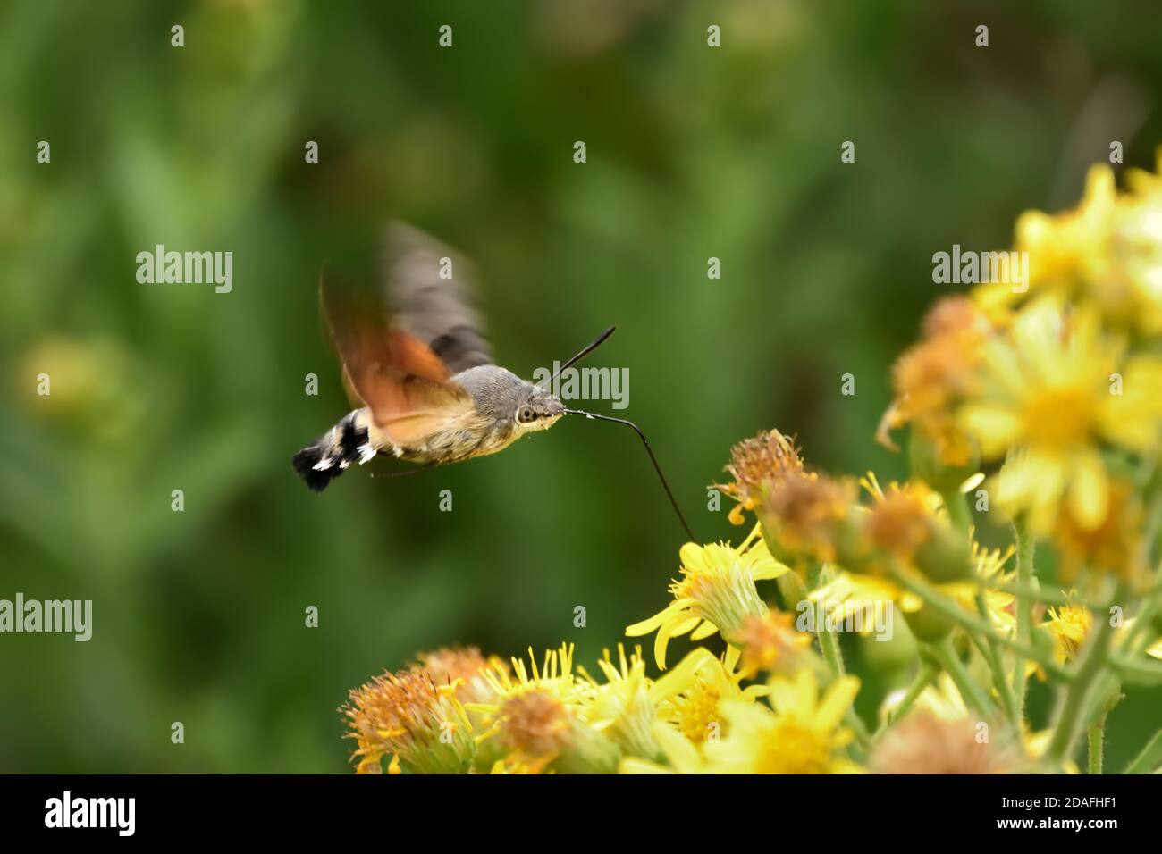 Spécimen isolé de colibri de l'ompe (Macroglossum stellatarum). Il vole rapidement de la fleur à la fleur et est également appelé le colibris Sphinx. Banque D'Images