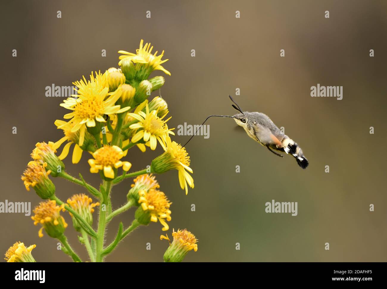 Spécimen isolé de colibri de l'ompe (Macroglossum stellatarum). Il vole rapidement de la fleur à la fleur et est également appelé le colibris Sphinx. Banque D'Images