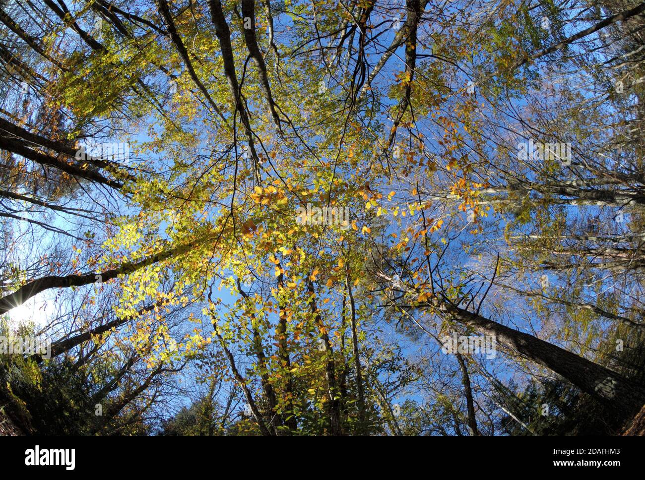 La canopée des arbres d'automne colorés sur fond de ciel bleu Banque D'Images