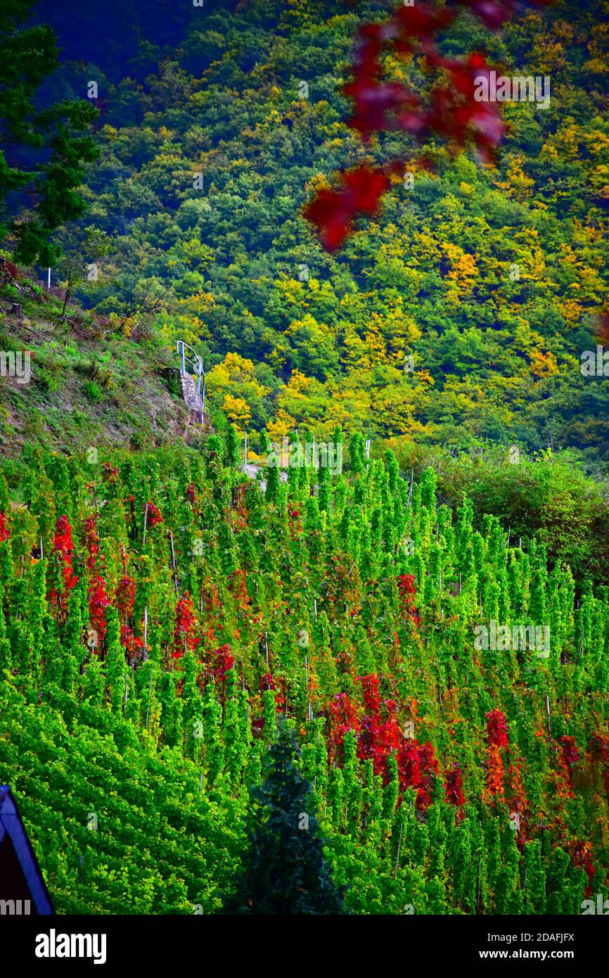 Vallée de la Moselle à Klotten Banque D'Images