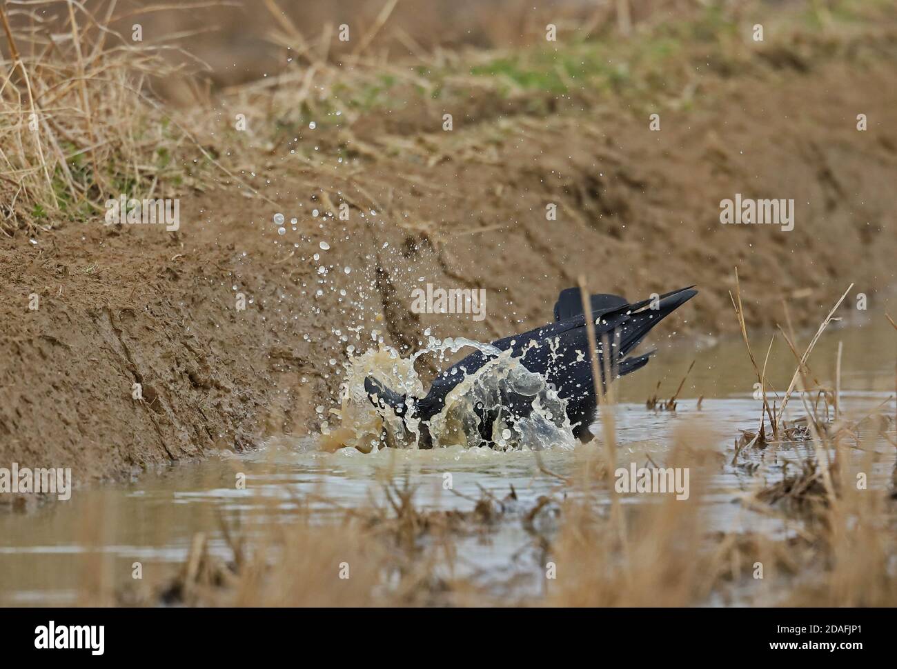 Corbeau à gros bec (Corvus macrorhynchos japonensis) adulte baignant dans une flaque Arasaki, Kyushu, Japon Mars Banque D'Images