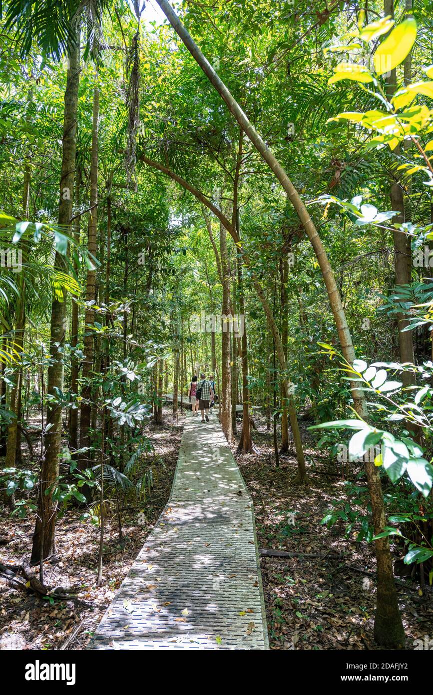 Une passerelle à travers la mangrove naturelle et la forêt de mousson au parc national de Litchfield, dans le territoire du Nord de l'Australie. Banque D'Images