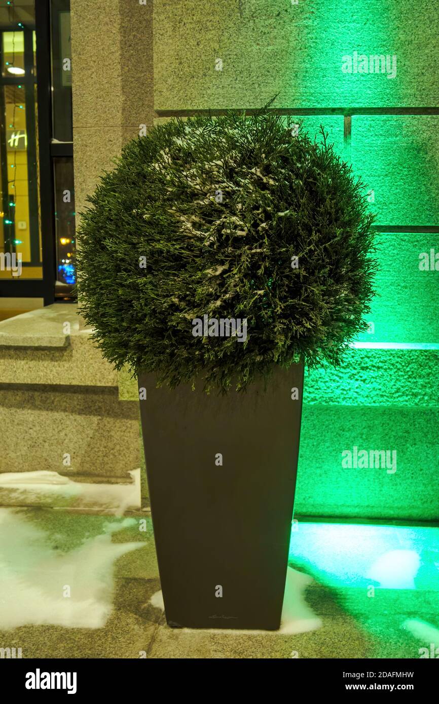Arbre topiaire artificiel en forme de boule en pot avec l'extérieur soirée d'hiver Banque D'Images