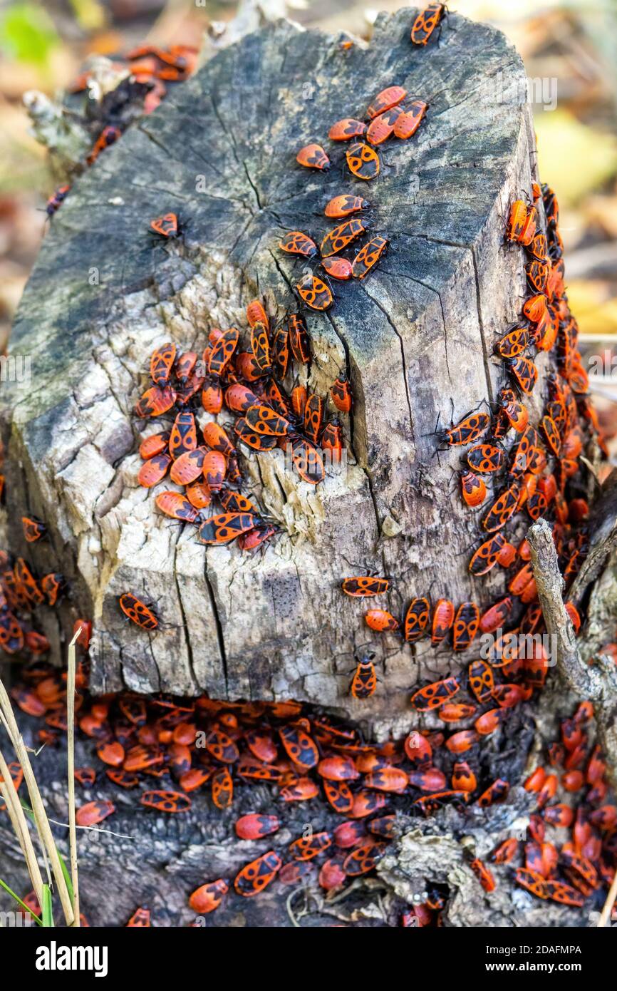 Groupe de punaises, Pyrrhocoris apterus sur souche. Vue verticale, mise au point sélective. Banque D'Images