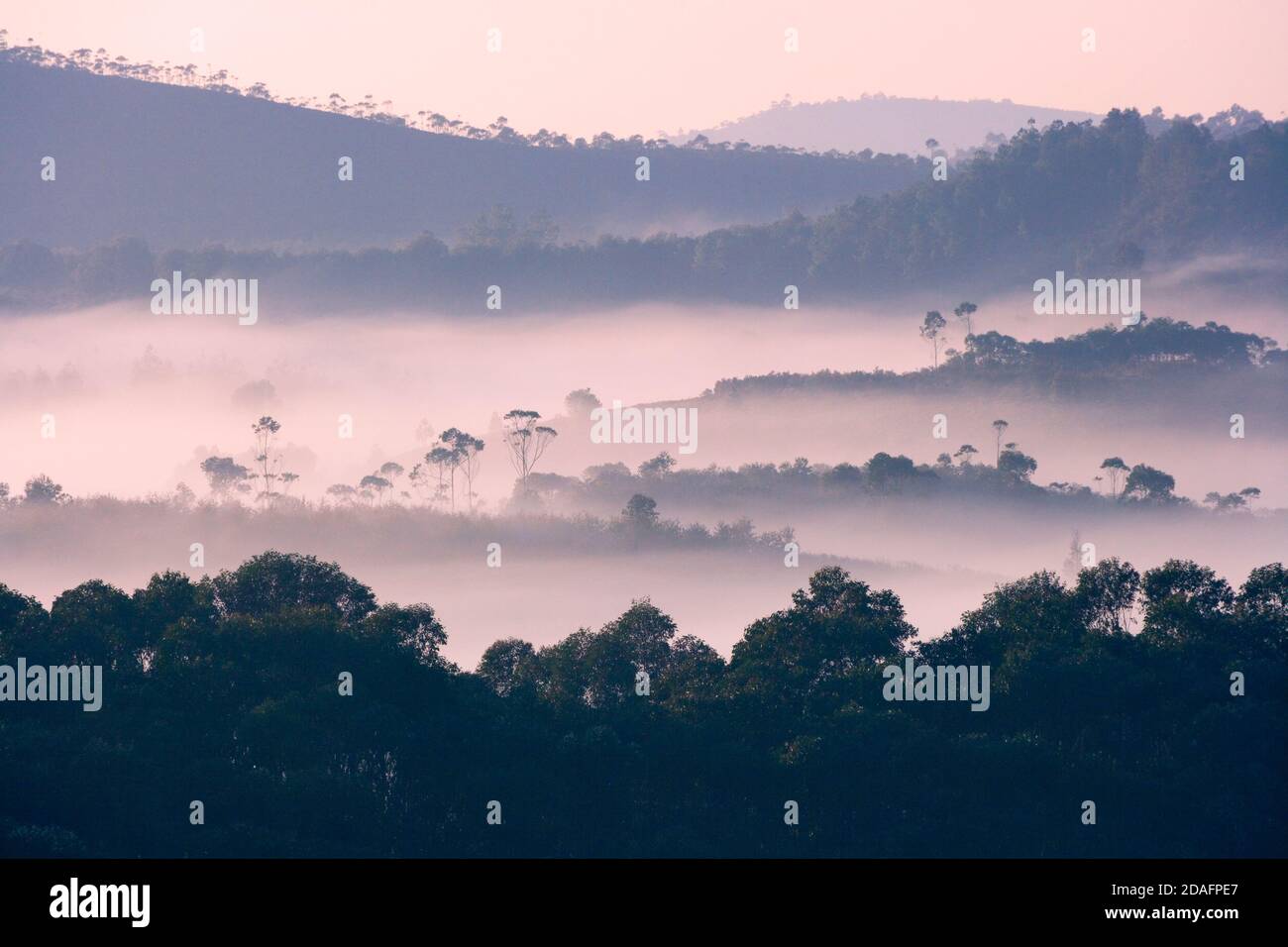 Paysage de forêt tropicale humide dans la montagne dans la brume du matin, Madagascar Banque D'Images