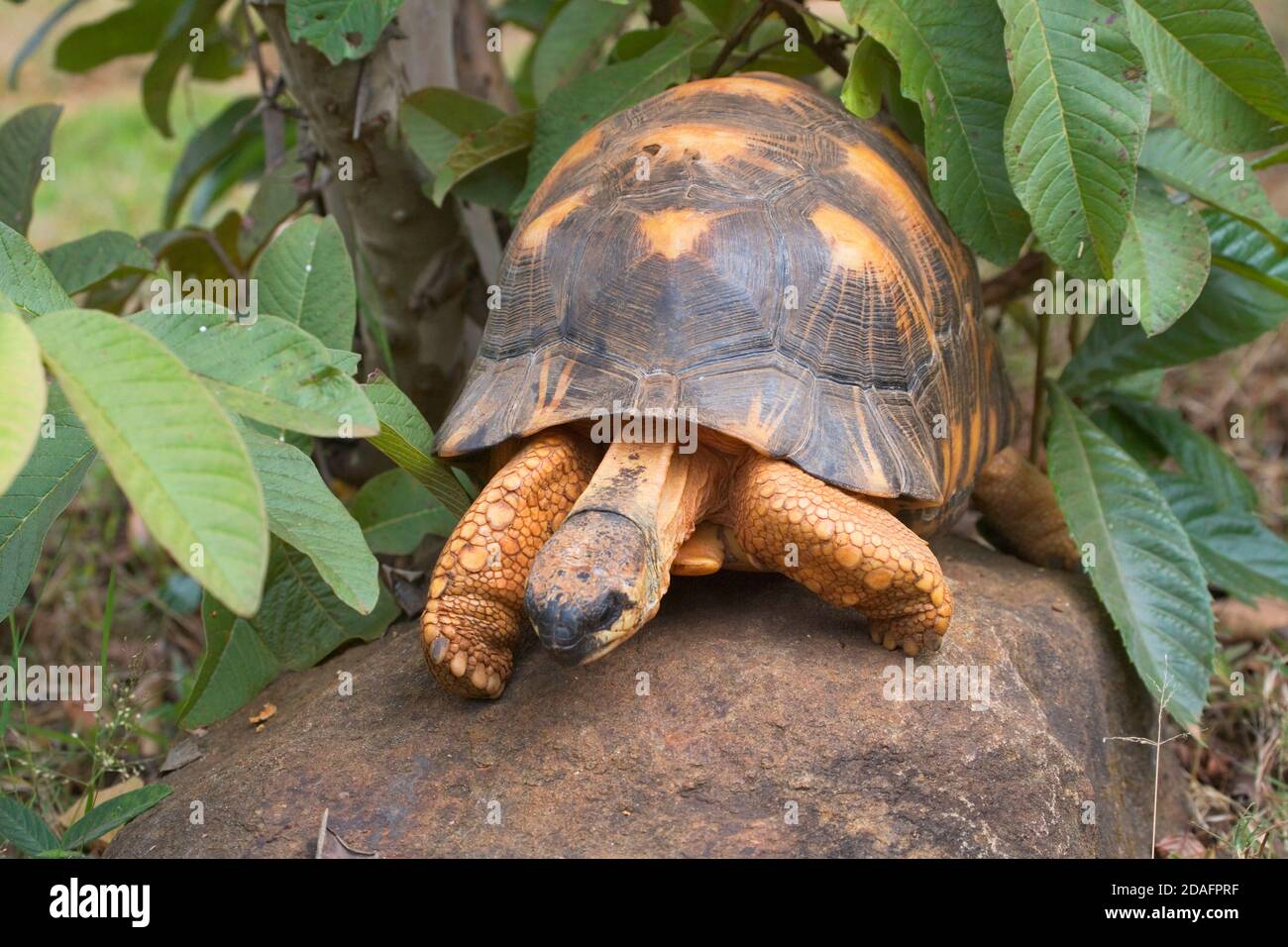 Tortue de madagascar Banque de photographies et d’images à haute — free download