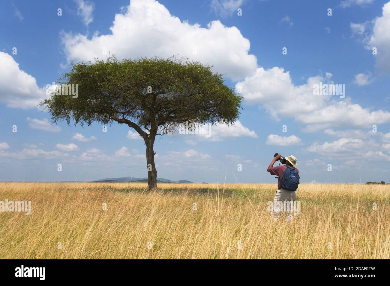Tourisme photographier les acacia sur la savane, Masai Mara, Kenya Banque D'Images
