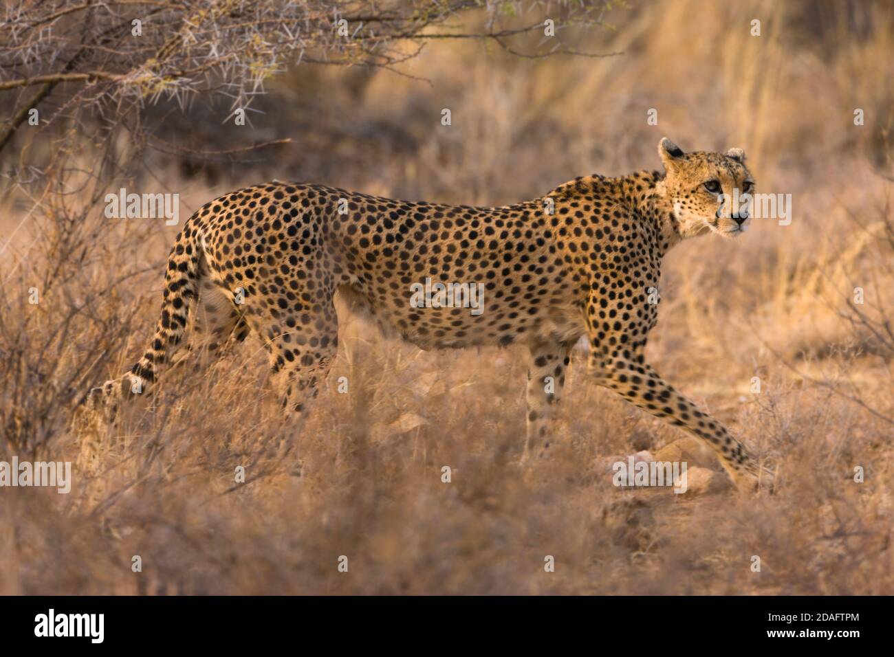 Cheetah sur la savane, Samburu, Kenya Banque D'Images