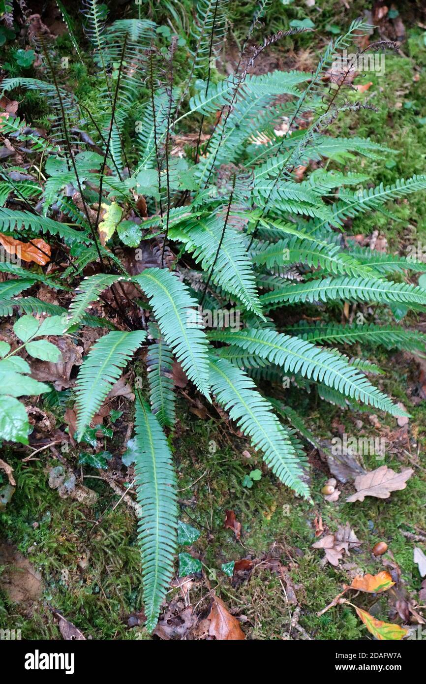 Usine de Fern dur ( Blechnum SPAlicant ) à l'été du Royaume-Uni Banque D'Images