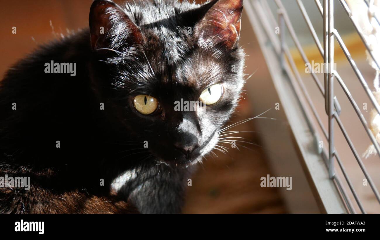 Chat femelle noir avec des yeux jaunes debout à côté d'un transport cage prête pour une visite au vétérinaire Banque D'Images