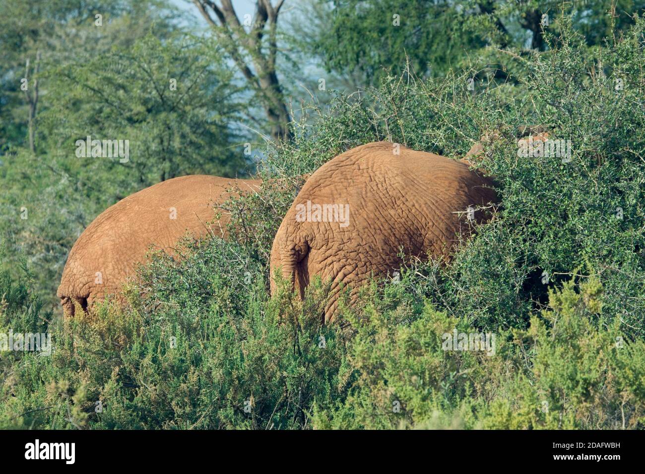 Éléphant dans la savane, Samburu, Kenya Banque D'Images