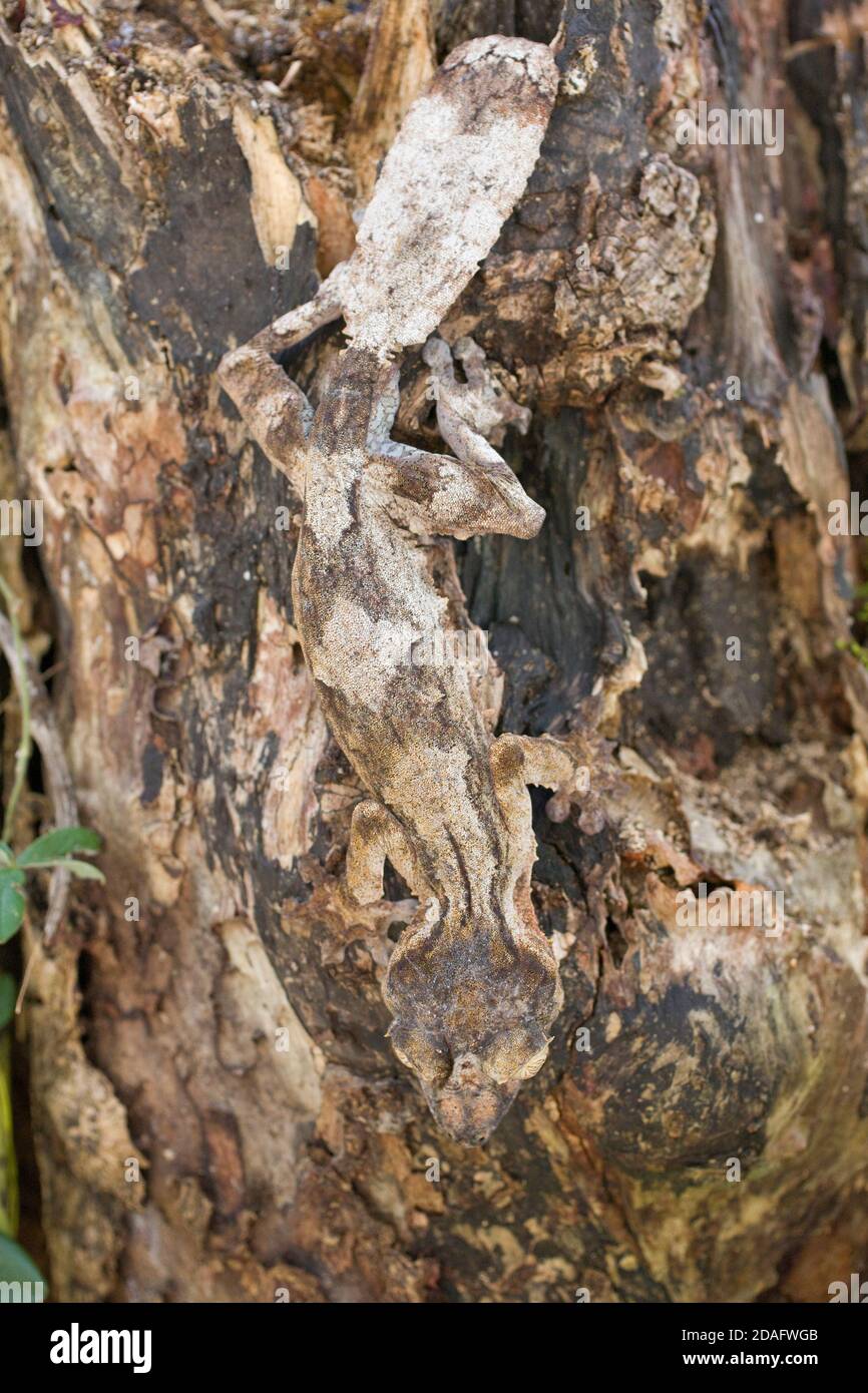 Gecko à queue de feuille de mousse (Uroplatus sikorae), Madagascar Banque D'Images