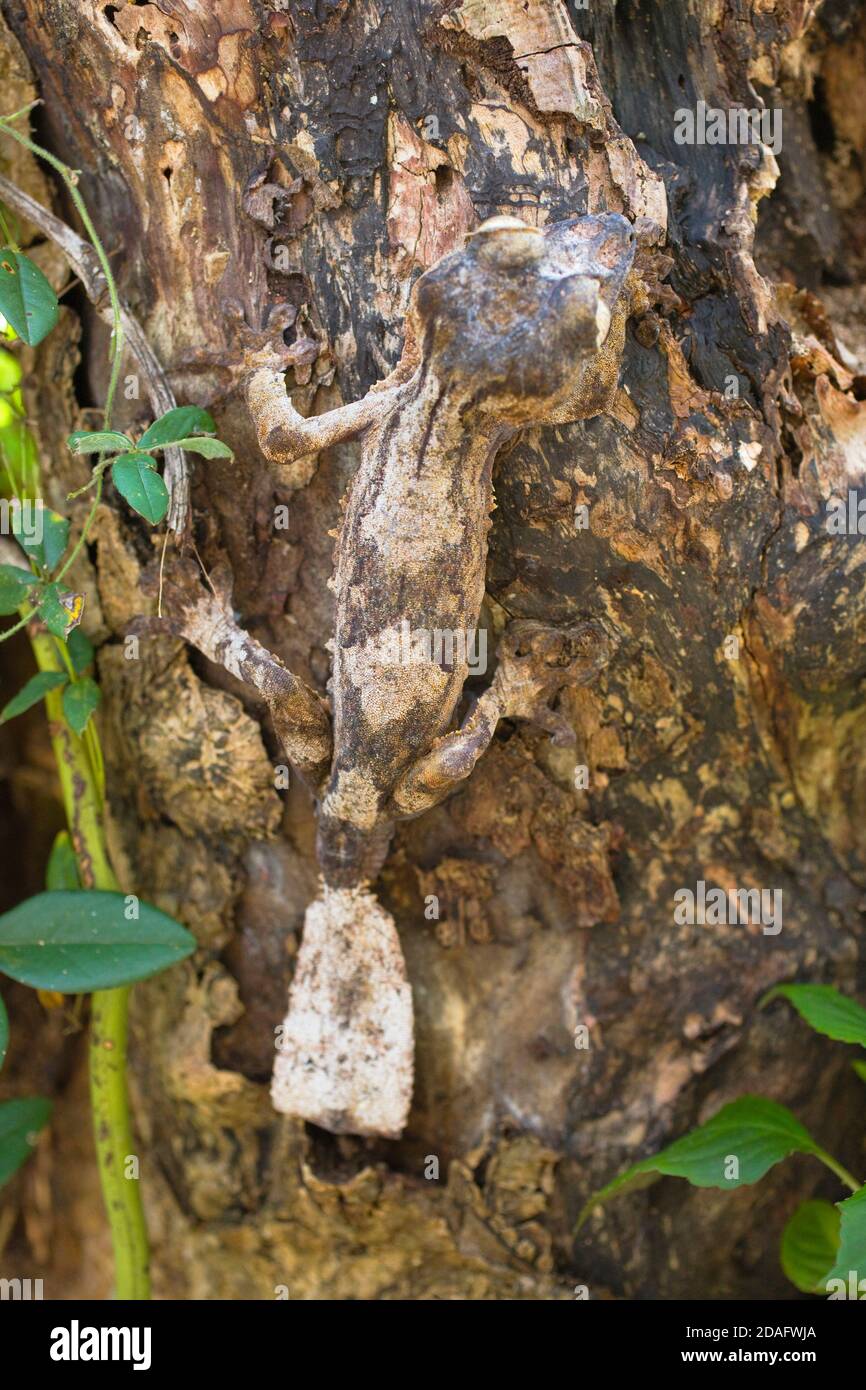 Gecko à queue de feuille de mousse (Uroplatus sikorae), Madagascar Banque D'Images