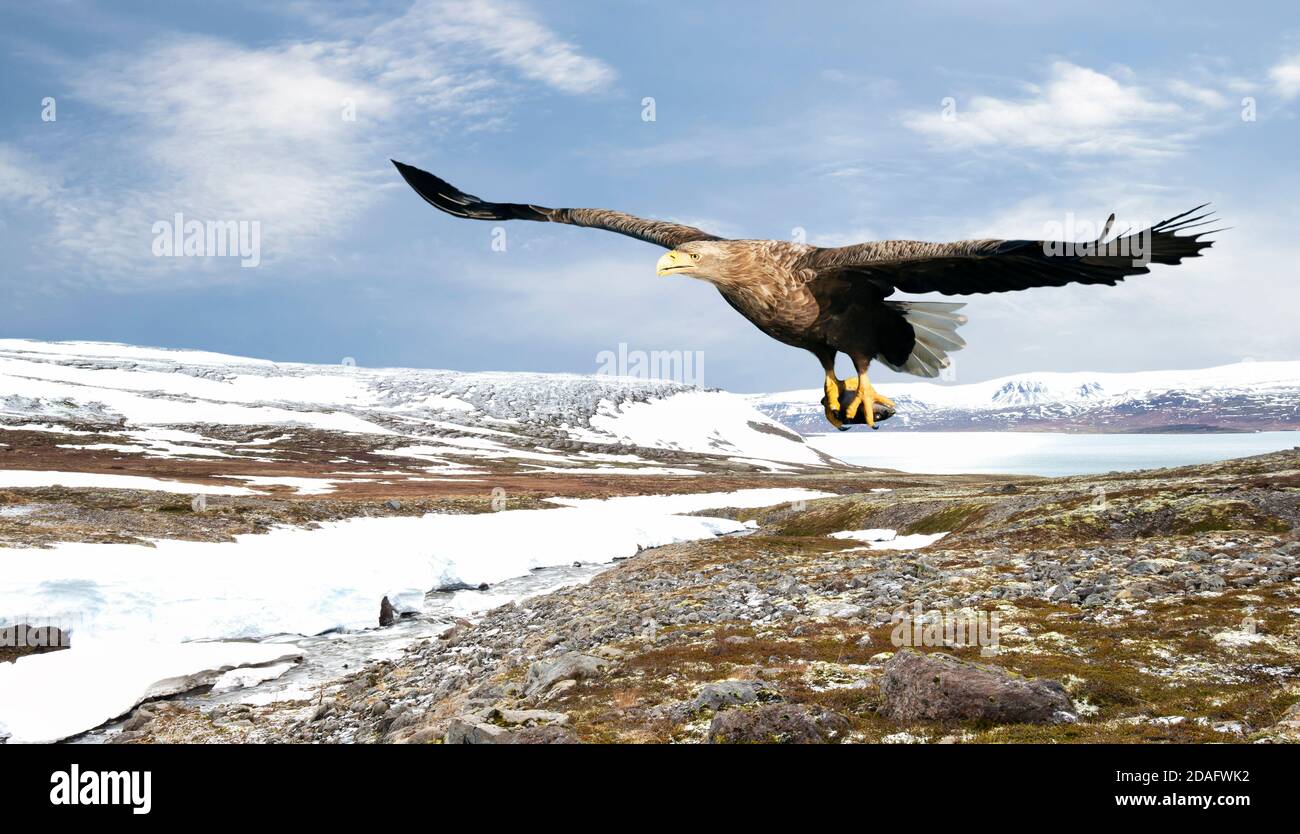 Gros plan d'un aigle à queue blanche en vol, en hiver en Norvège. Banque D'Images