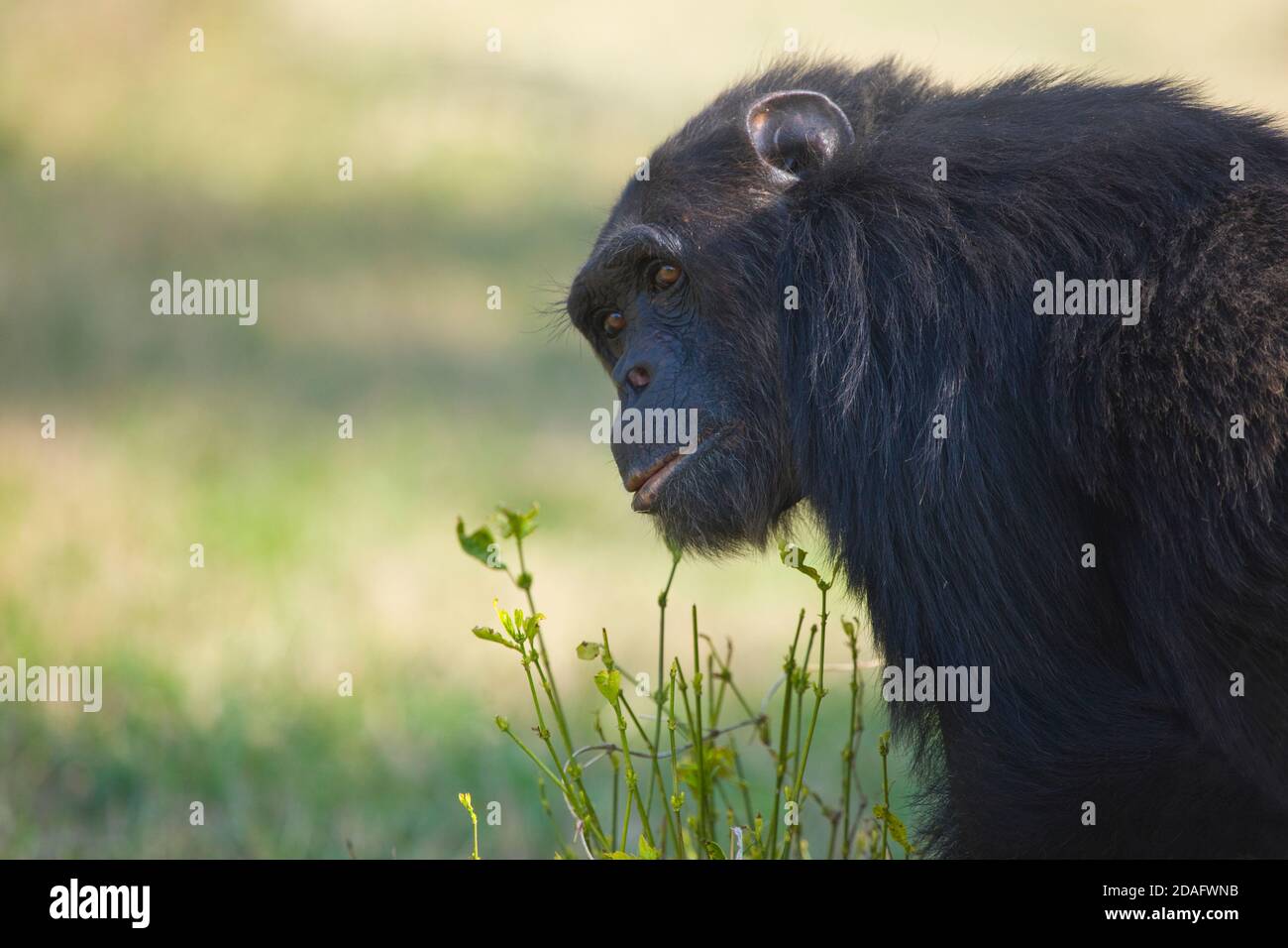 Le chimpanzé, Samburu, Kenya Banque D'Images