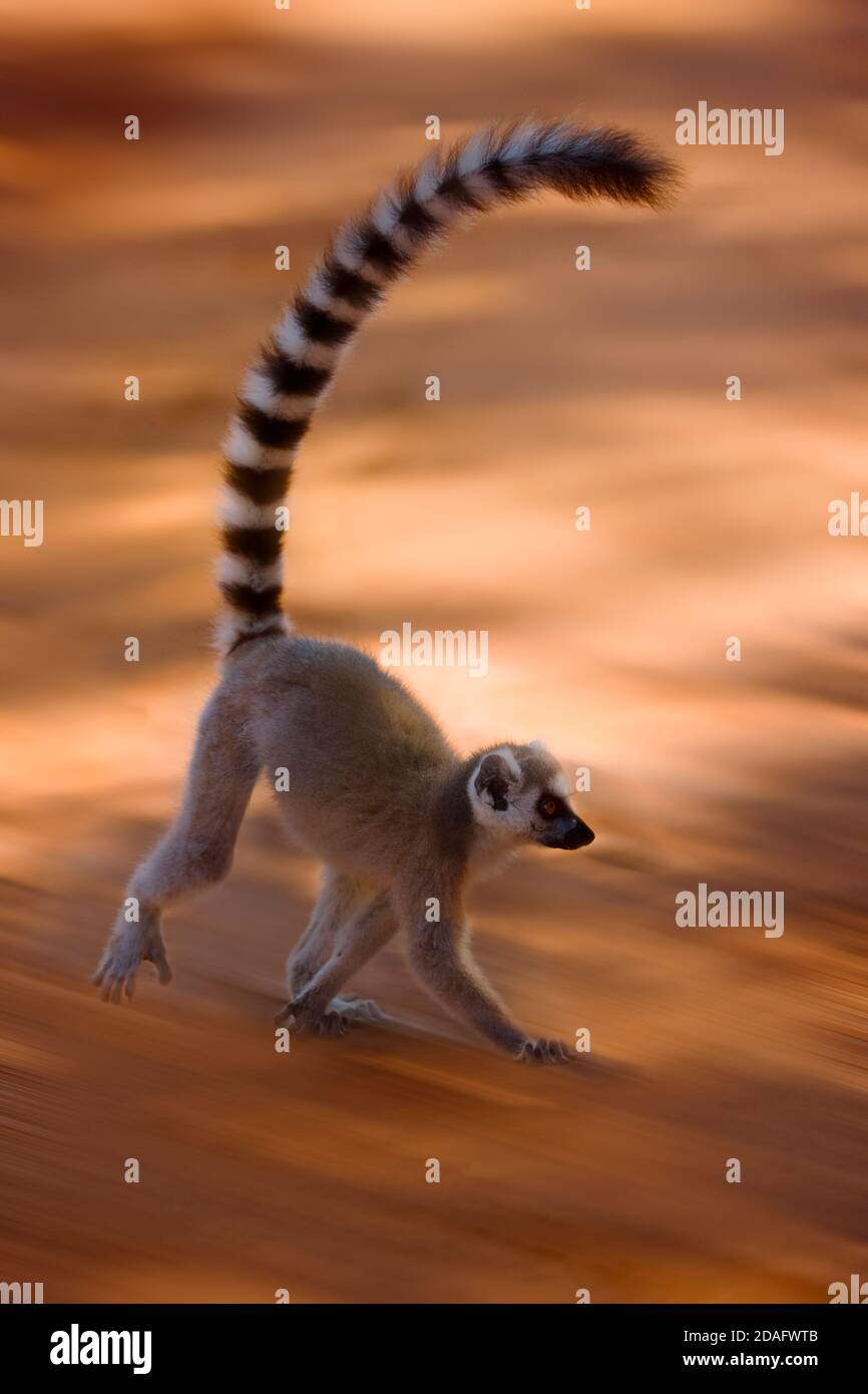 Lemur à queue annulaire (Lemur catta), Parc national de Berenty, Madagascar Banque D'Images