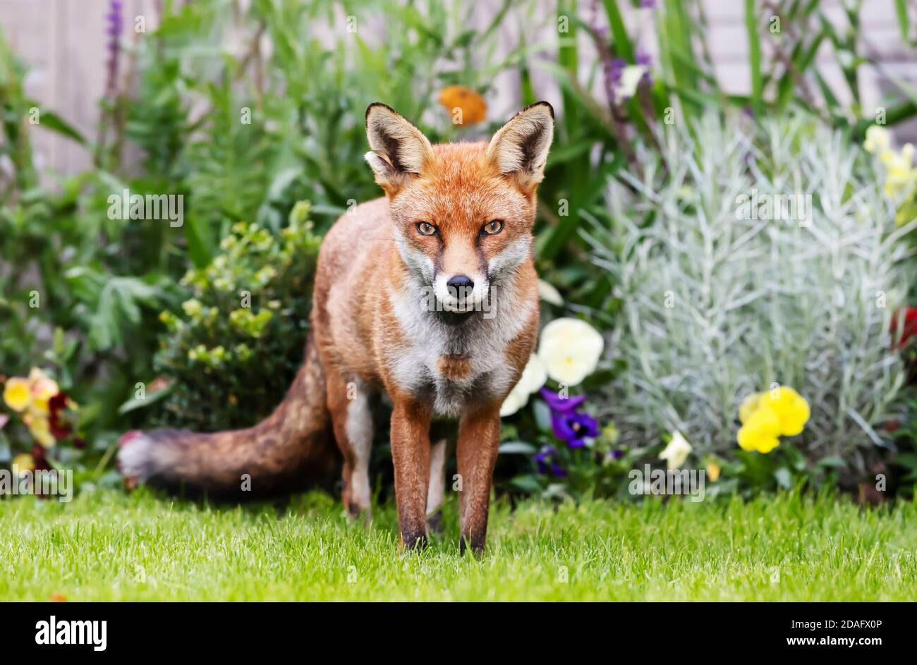 Gros plan d'un renard roux (Vulpes vulpes) debout dans un jardin, Royaume-Uni. Banque D'Images