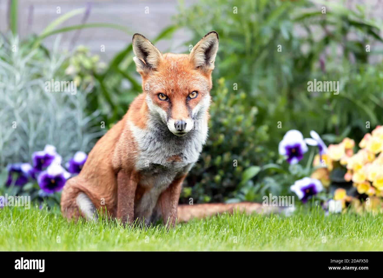 Gros plan d'un renard roux (Vulpes vulpes) sur fond coloré en été, Royaume-Uni. Banque D'Images