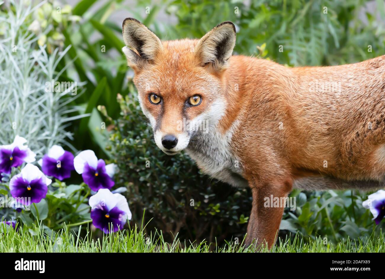 Gros plan d'un renard roux (Vulpes vulpes) en été, au Royaume-Uni. Banque D'Images