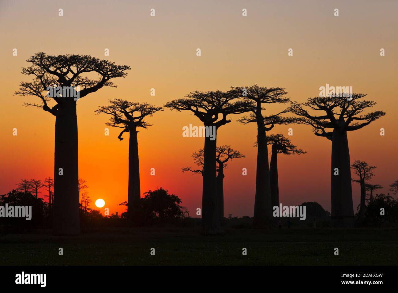 Baobab (Adansonia), Morondava, Madagascar Banque D'Images
