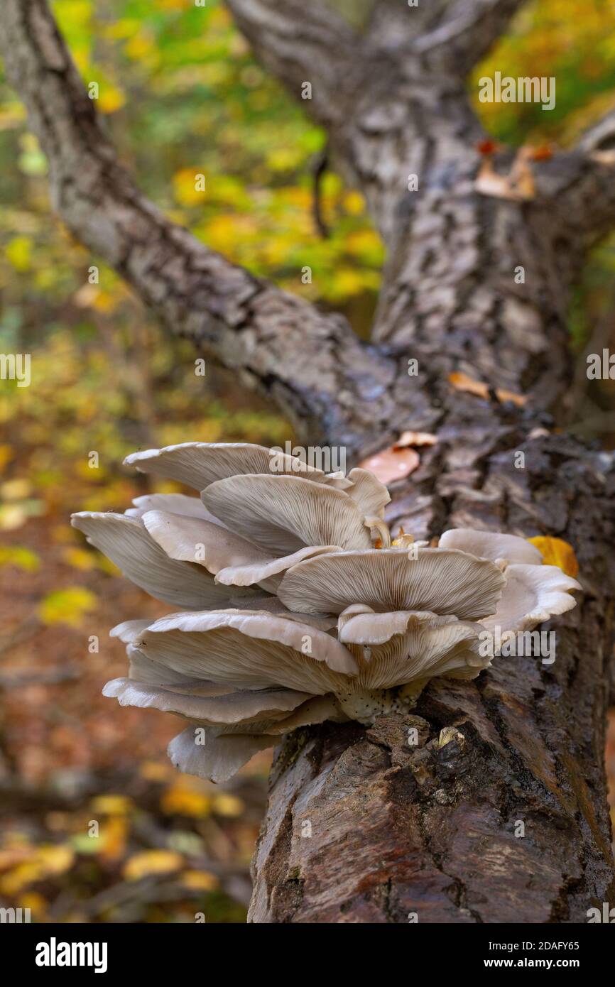 Pleurotus ostreatus Banque D'Images