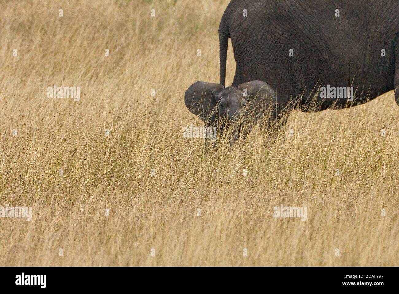 Bébé éléphant avec mère sur la savane, Masai Mara, Kenya Banque D'Images