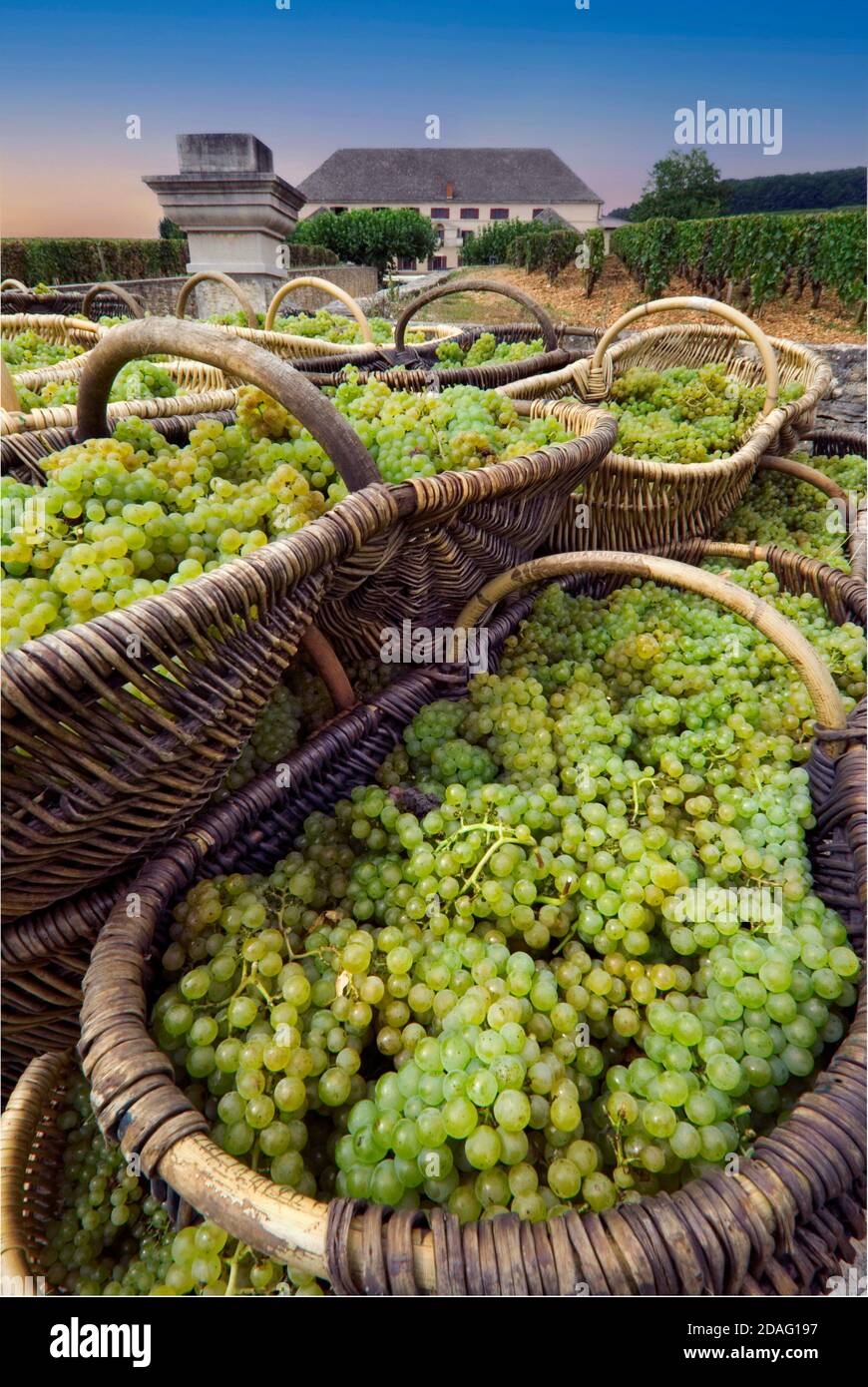Corbeilles bourguignonnes de raisins Grand cru Chardonnay du vignoble Louis Latour Corton Charlemagne en dehors du domaine Corton Grancey, Aloxe-Corton France Banque D'Images Corbeilles bourguignonnes de raisins Grand cru Chardonnay du vignoble Louis Latour Corton Charlemagne en dehors du domaine Corton Grancey, Aloxe-Corton France Banque D'Images