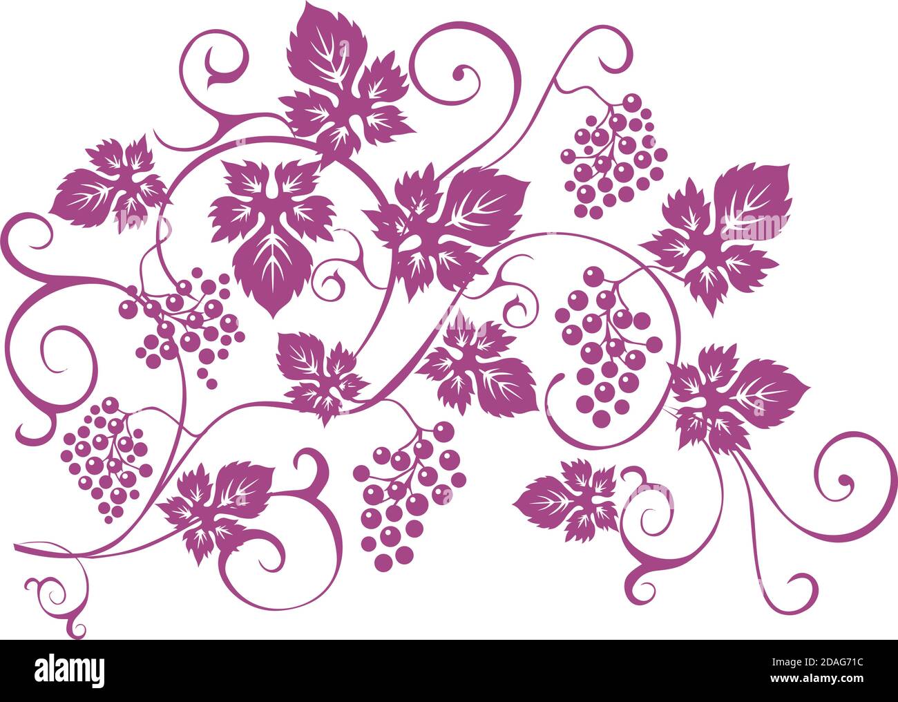 t-shirt éléments de design avec des grappes de raisins et de vignes de style vintage. Éléments vectoriels de style vintage avec vignes. Illustration de Vecteur