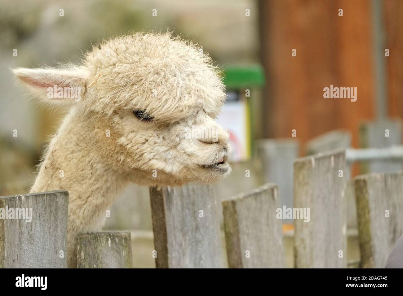 Un mammifère sud-américain domestique aux longs cheveux lié au lama,  apprécié pour sa laine Photo Stock - Alamy