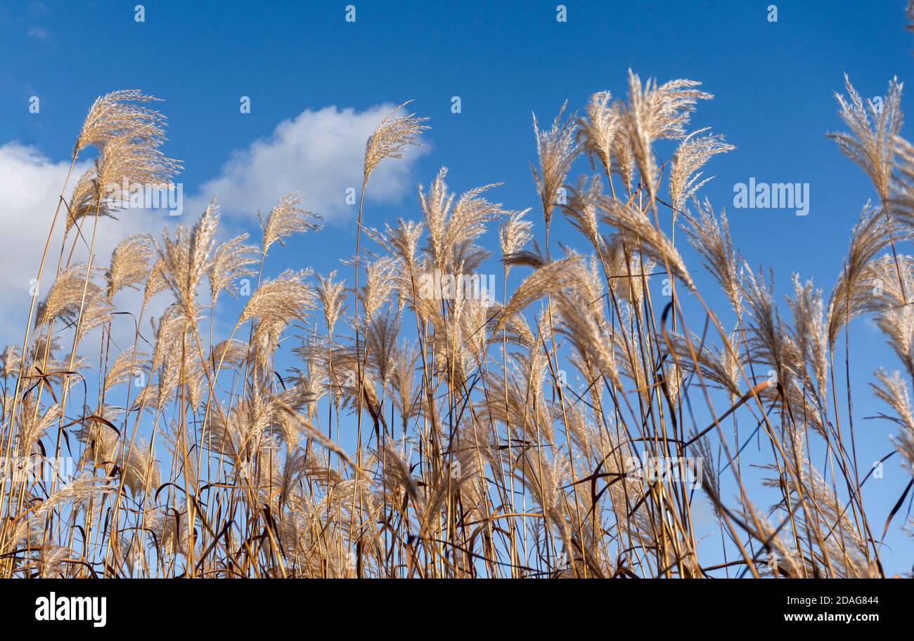 Le vent secoue l'herbe blanche sur des tiges fines contre un ciel bleu avec des nuages blancs Banque D'Images