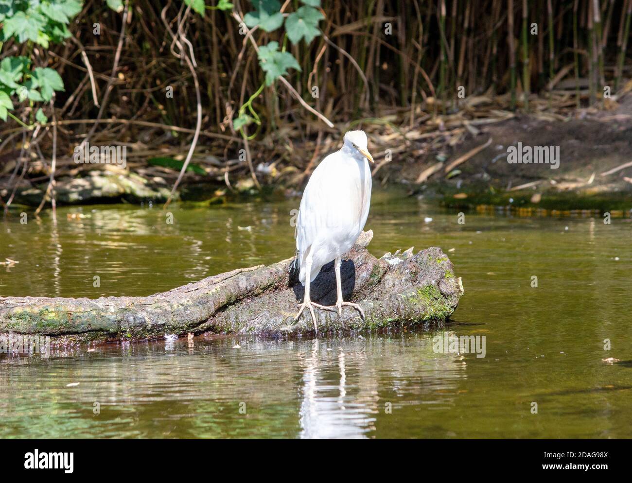 Vue depuis un enclos de bétail debout dans l'eau, Bubulcus ibis Banque D'Images