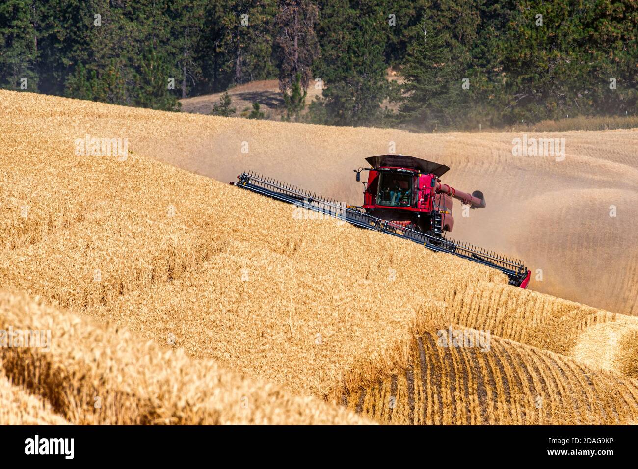 La moissonneuse-batteuse CaseIH récolte du blé sur les collines de la région de Palouse Dans l'est de Washington Banque D'Images