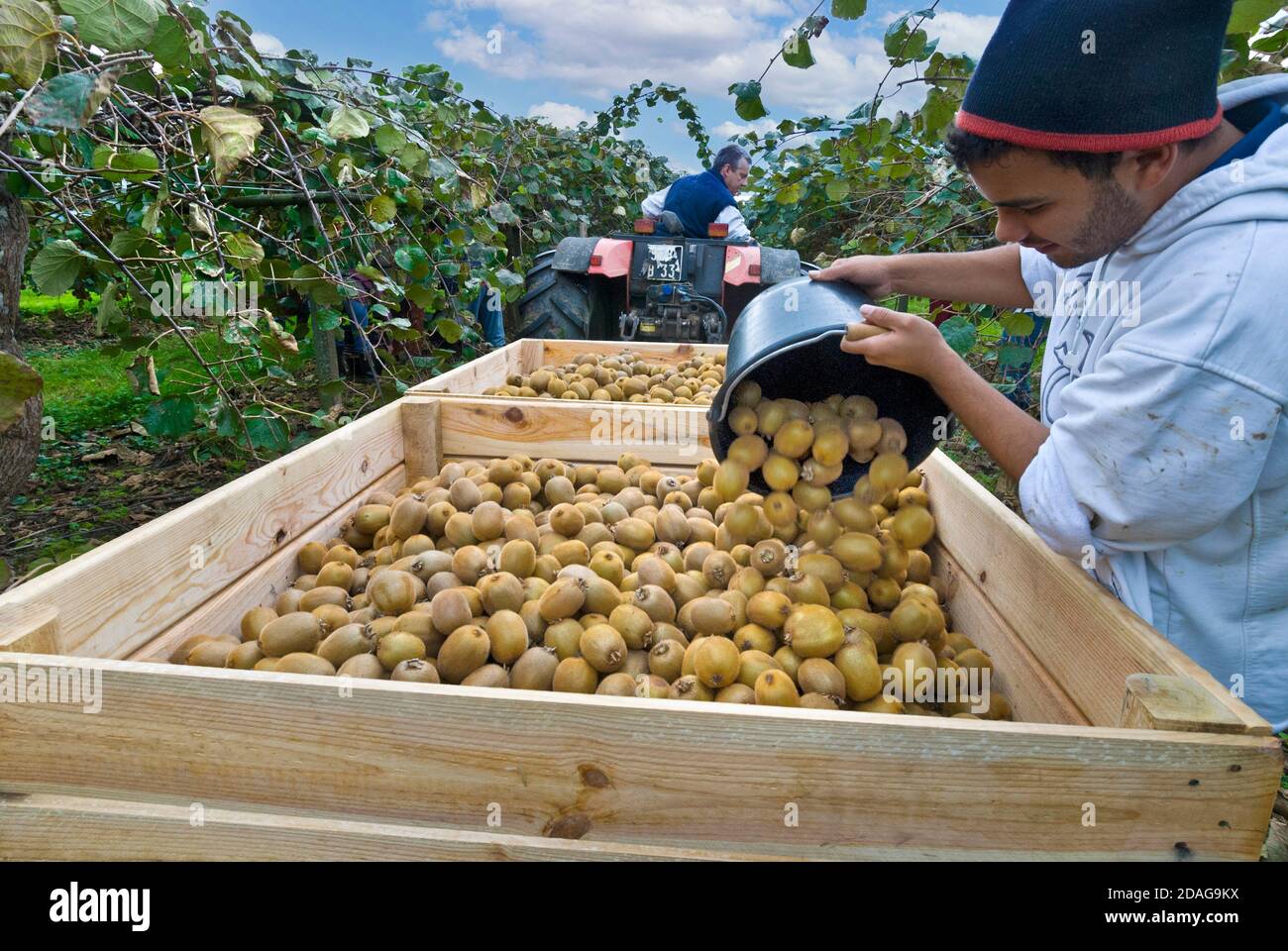 KIWI CUEILLETTE RÉCOLTE RÉCOLTE DORDOGNE remorque de tracteur — free download