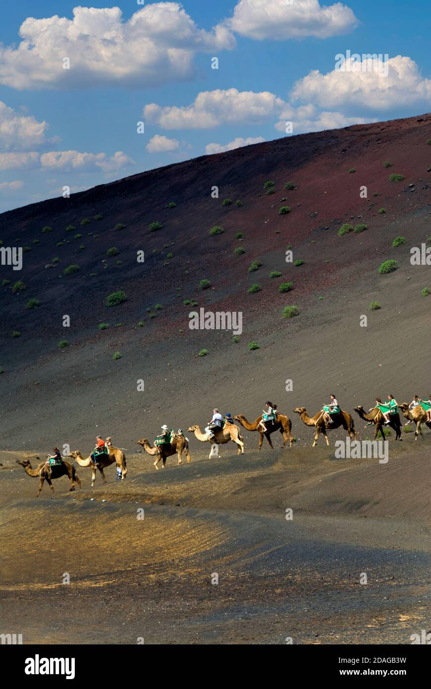 LANZAROTE TRAIN DE CHAMEAU TREKKING TIMANFAYA LANZAROTE arbre de lumière s'illumine Randonnée à dos de chameau avec des touristes dans le parc national de Timanfaya Lanzarote Canary Espagne Banque D'Images