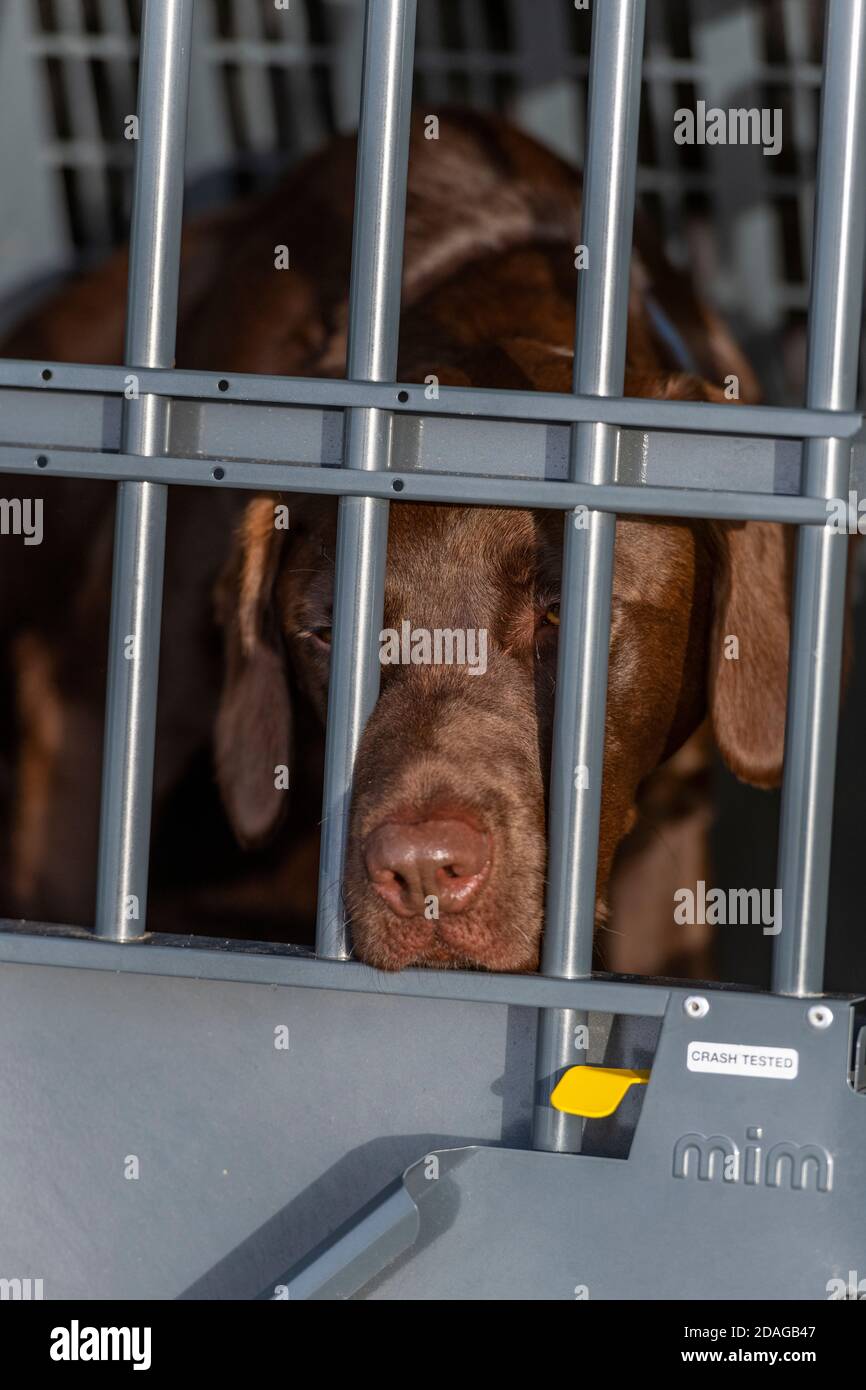 un chien dans une caisse de sécurité ou une boîte dans le coffre d 