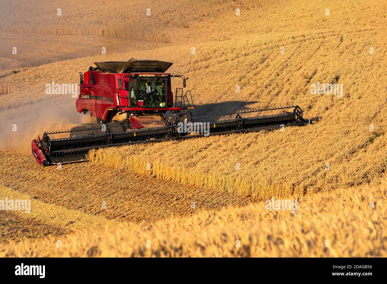 La moissonneuse-batteuse CaseIH récolte du blé sur les collines de la région de Palouse Dans l'est de Washington Banque D'Images