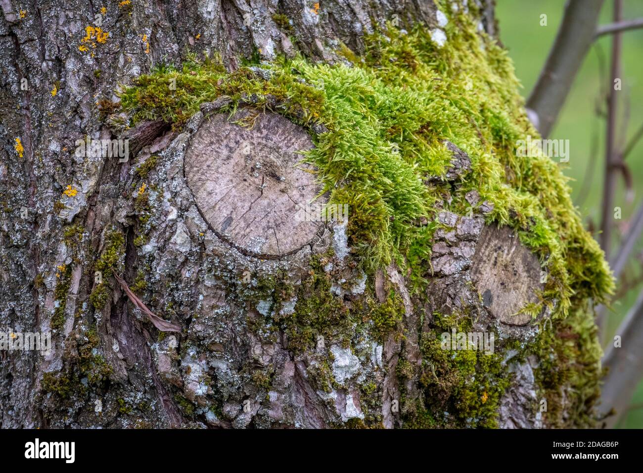 gros plan d'une écorce d'arbre dans une forêt Banque D'Images