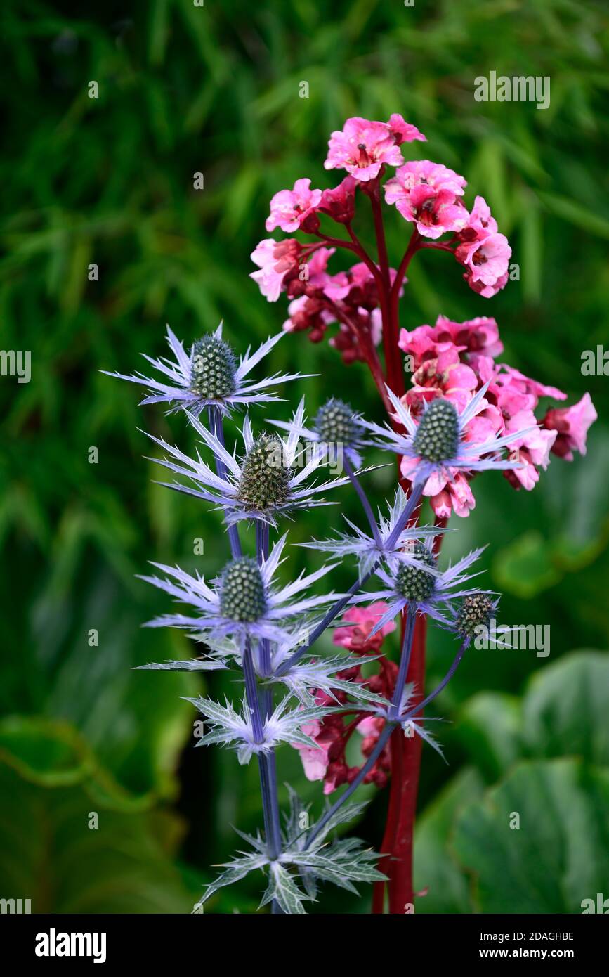 Bergenia Bartok,bergenias,fleurs rouges,fleur rouge,oreilles d'éléphant,oreilles d'éléphant,Eryngium X Zabelii Big Blue,Mer Holly,fleurs bleues,fleur bleue,débit Banque D'Images