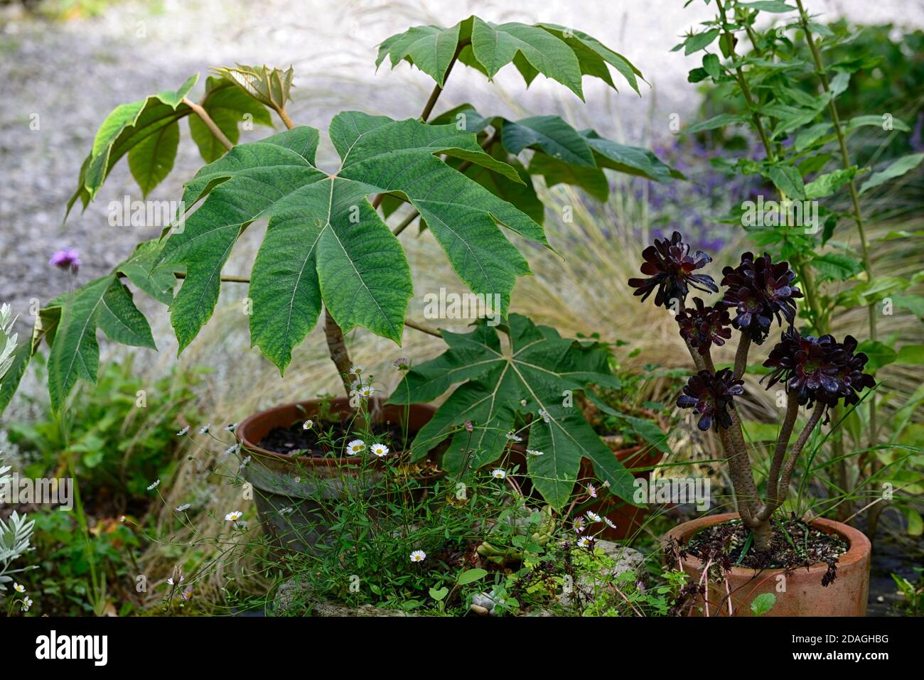 Tetrapanax rex,feuillage vert,feuilles,portraits de plantes,arbustes à feuilles persistantes,plantes architecturales,plantation,aeonium schwarzkopf, feuilles pourpre,containers,conta Banque D'Images