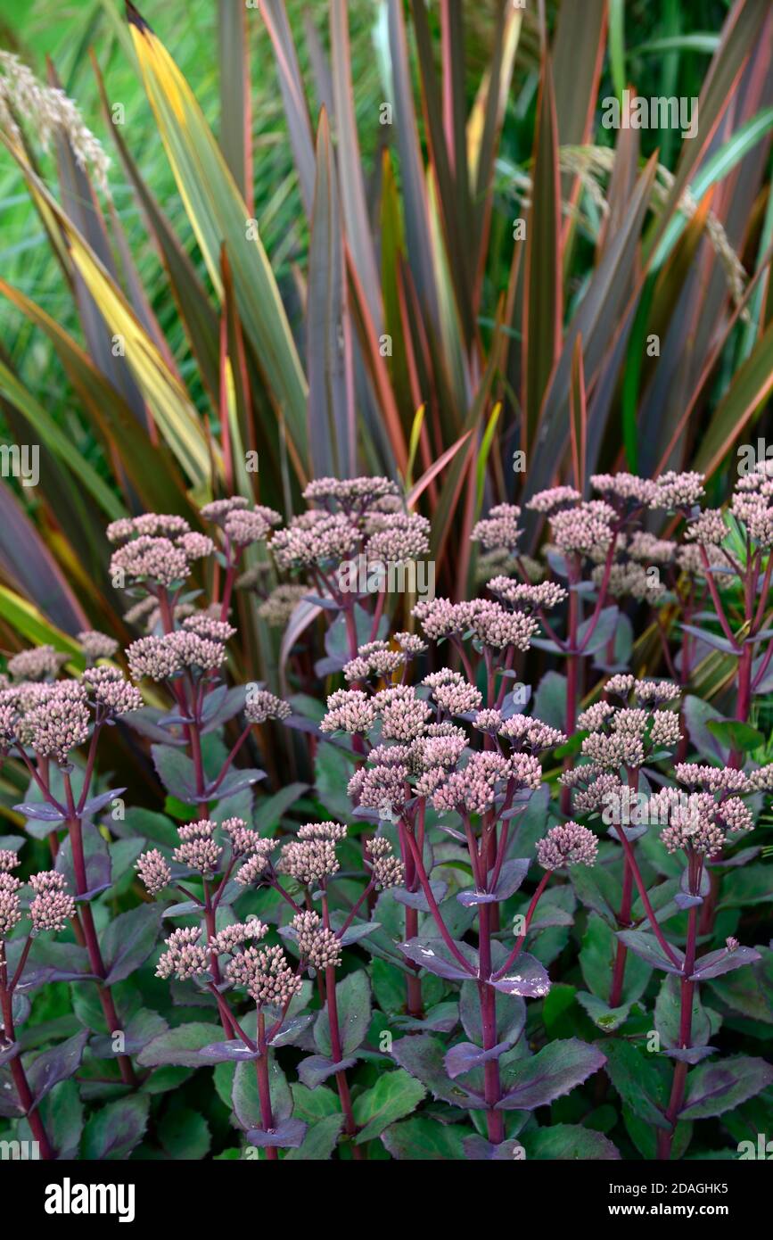 Hylotelephium Matrona stonecrop Matrona,sedum,sedums,Phormium Maori Queen,New Zealand Linin,Phormium Rainbow Queen,sec jardin, jardin de gravier, fleurs, flo Banque D'Images