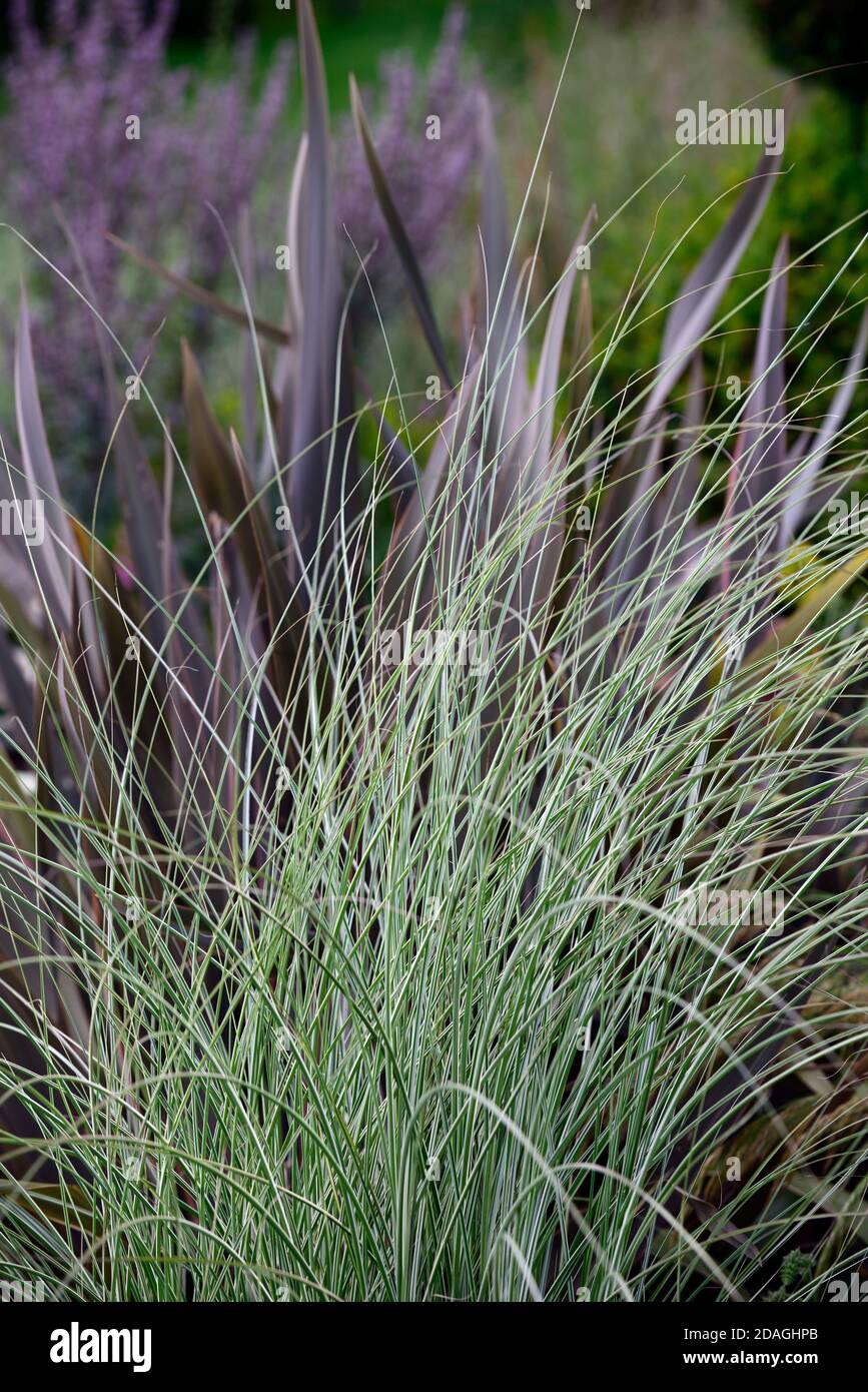 Miscanthus sinensis Morning Light,astelia Red Devil,herbe,graminées,astelias,jardin sec,jardin de gravier,fleurs,fleurs,fleurs,jardins,Xeriscape,Xeriscaping,RM Banque D'Images